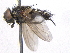  ( - BIOUG05523-F06)  @14 [ ] CreativeCommons - Attribution (2012) CBG Photography Group Centre for Biodiversity Genomics
