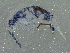  ( - BIOUG05525-C10)  @14 [ ] CreativeCommons - Attribution (2013) CBG Photography Group Centre for Biodiversity Genomics
