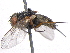  ( - BIOUG05530-B01)  @13 [ ] CreativeCommons - Attribution (2012) CBG Photography Group Centre for Biodiversity Genomics