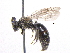  (Andrena imitatrix - BIOUG05530-F06)  @14 [ ] CreativeCommons - Attribution (2012) CBG Photography Group Centre for Biodiversity Genomics
