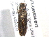  (Sylvanelater cylindriformis - BIOUG05534-B12)  @14 [ ] CreativeCommons - Attribution (2012) CBG Photography Group Centre for Biodiversity Genomics