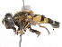  ( - BIOUG05565-A11)  @14 [ ] CreativeCommons - Attribution (2012) CBG Photography Group Centre for Biodiversity Genomics