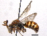  (Nomada perplexa - BIOUG05571-D11)  @15 [ ] CreativeCommons - Attribution (2012) CBG Photography Group Centre for Biodiversity Genomics