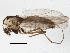  (Heterotrissocladius changi - BIOUG05572-G05)  @14 [ ] CreativeCommons - Attribution (2013) CBG Photography Group Centre for Biodiversity Genomics