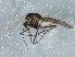  ( - BIOUG05574-F06)  @13 [ ] CreativeCommons - Attribution (2013) CBG Photography Group Centre for Biodiversity Genomics
