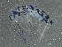  ( - BIOUG05595-D07)  @15 [ ] CreativeCommons - Attribution (2013) CBG Photography Group Centre for Biodiversity Genomics