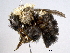  ( - BIOUG05596-A04)  @13 [ ] CreativeCommons - Attribution (2012) CBG Photography Group Centre for Biodiversity Genomics