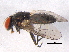  (Fannia incisurata - BIOUG05603-B03)  @14 [ ] CreativeCommons - Attribution (2012) CBG Photography Group Centre for Biodiversity Genomics
