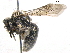  ( - BIOUG05607-F04)  @13 [ ] CreativeCommons - Attribution (2012) CBG Photography Group Centre for Biodiversity Genomics