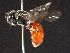  ( - BIOUG05607-F07)  @13 [ ] CreativeCommons - Attribution (2012) CBG Photography Group Centre for Biodiversity Genomics