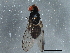  ( - BIOUG05608-E09)  @13 [ ] CreativeCommons - Attribution (2013) CBG Photography Group Centre for Biodiversity Genomics