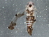  (Erythroneura tricincta - BIOUG05609-A11)  @15 [ ] CreativeCommons - Attribution (2013) CBG Photography Group Centre for Biodiversity Genomics