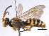  (Nomada subrutila - BIOUG05619-E09)  @14 [ ] CreativeCommons - Attribution (2012) CBG Photography Group Centre for Biodiversity Genomics