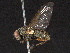  ( - BIOUG05656-F10)  @14 [ ] CreativeCommons - Attribution (2012) CBG Photography Group Centre for Biodiversity Genomics