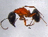  (Camponotus novaeboracensis - BIOUG05662-H08)  @13 [ ] CreativeCommons - Attribution (2012) CBG Photography Group Centre for Biodiversity Genomics