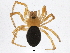  (Hypomma marxi - BIOUG05669-A11)  @14 [ ] CreativeCommons - Attribution (2013) CBG Photography Group Centre for Biodiversity Genomics