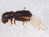  (Monarthrum - BIOUG05699-H07)  @14 [ ] CreativeCommons - Attribution (2012) CBG Photography Group Centre for Biodiversity Genomics