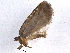  ( - BIOUG05707-D01)  @12 [ ] CreativeCommons - Attribution (2012) CBG Photography Group Centre for Biodiversity Genomics