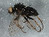  ( - BIOUG05715-C08)  @13 [ ] CreativeCommons - Attribution (2013) CBG Photography Group Centre for Biodiversity Genomics