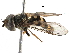  ( - BIOUG08500-G12)  @13 [ ] CreativeCommons - Attribution (2016) CBG Photography Group Centre for Biodiversity Genomics