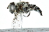  ( - BIOUG08664-E07)  @14 [ ] CreativeCommons - Attribution (2016) CBG Photography Group Centre for Biodiversity Genomics