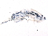  (Entomobrya intermedia - BIOUG16050-B11)  @13 [ ] CreativeCommons - Attribution (2014) CBG Photography Group Centre for Biodiversity Genomics