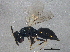  ( - BIOUG16060-H11)  @13 [ ] CreativeCommons - Attribution (2014) CBG Photography Group Centre for Biodiversity Genomics