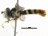  ( - BIOUG16080-C08)  @13 [ ] CreativeCommons - Attribution (2016) CBG Photography Group Centre for Biodiversity Genomics