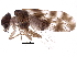  ( - BIOUG16095-C06)  @15 [ ] CreativeCommons - Attribution (2016) CBG Photography Group Centre for Biodiversity Genomics