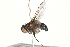  ( - BIOUG16121-A11)  @13 [ ] CreativeCommons - Attribution (2015) CBG Photography Group Centre for Biodiversity Genomics