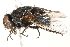  ( - BIOUG16126-G10)  @14 [ ] CreativeCommons - Attribution (2015) CBG Photography Group Centre for Biodiversity Genomics
