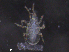 ( - BIOUG16168-D09)  @11 [ ] CreativeCommons - Attribution (2019) CBG Photography Group Centre for Biodiversity Genomics