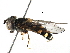 ( - BIOUG21910-F11)  @13 [ ] CreativeCommons - Attribution (2016) CBG Photography Group Centre for Biodiversity Genomics