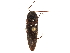  ( - BIOUG21920-A03)  @11 [ ] CreativeCommons - Attribution (2018) CBG Photography Group Centre for Biodiversity Genomics