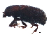  (Hylurgops pinifex - BIOUG21930-E06)  @14 [ ] CreativeCommons - Attribution (2015) CBG Photography Group Centre for Biodiversity Genomics