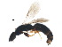  ( - BIOUG22047-A05)  @14 [ ] CreativeCommons - Attribution (2015) CBG Photography Group Centre for Biodiversity Genomics