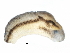  ( - BIOUG25462-F05)  @13 [ ] CreativeCommons - Attribution (2015) CBG Photography Group Centre for Biodiversity Genomics