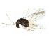  (Encarsia formosa - BIOUG25467-D12)  @13 [ ] CreativeCommons - Attribution (2015) CBG Photography Group Centre for Biodiversity Genomics