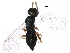  (Mesopolobus verditer - BIOUG25489-E06)  @14 [ ] CreativeCommons - Attribution (2015) CBG Photography Group Centre for Biodiversity Genomics