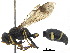  ( - BIOUG25490-D02)  @13 [ ] CreativeCommons - Attribution (2018) CBG Photography Group Centre for Biodiversity Genomics