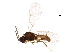  ( - BIOUG25506-A12)  @13 [ ] CreativeCommons - Attribution (2018) CBG Photography Group Centre for Biodiversity Genomics