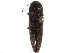  ( - BIOUG25517-F02)  @11 [ ] CreativeCommons - Attribution (2018) CBG Photography Group Centre for Biodiversity Genomics