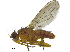  (Lutomyia distincta - BIOUG25546-H06)  @14 [ ] CreativeCommons - Attribution (2015) CBG Photography Group Centre for Biodiversity Genomics
