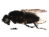  (Rachispoda michigana - BIOUG25562-C03)  @14 [ ] CreativeCommons - Attribution (2015) CBG Photography Group Centre for Biodiversity Genomics
