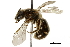  ( - BIOUG25569-D12)  @13 [ ] CreativeCommons - Attribution (2018) CBG Photography Group Centre for Biodiversity Genomics