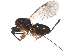  ( - BIOUG25593-A10)  @14 [ ] CreativeCommons - Attribution (2015) CBG Photography Group Centre for Biodiversity Genomics
