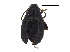  (Psylliodes punctulatus - BIOUG25599-A12)  @15 [ ] CreativeCommons - Attribution (2017) CBG Photography Group Centre for Biodiversity Genomics
