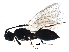  (Trichopria sociabilis - BIOUG25603-A04)  @14 [ ] CreativeCommons - Attribution (2015) CBG Photography Group Centre for Biodiversity Genomics