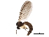  ( - BIOUG25608-G02)  @14 [ ] CreativeCommons - Attribution (2015) CBG Photography Group Centre for Biodiversity Genomics
