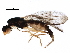  (Strongylophthalmyiidae - BIOUG25630-B07)  @14 [ ] CreativeCommons - Attribution (2016) CBG Photography Group Centre for Biodiversity Genomics